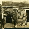 Woods Mill horses